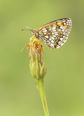 BUITEN BEELD Foto: 416746