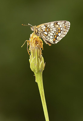 BUITEN BEELD Foto: 416747