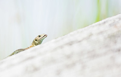 BUITEN BEELD Foto: 416752
