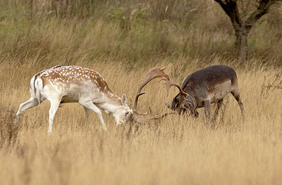 BUITEN BEELD Foto: 416817