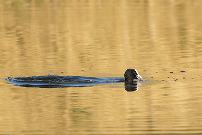 BUITEN BEELD Foto: 416848