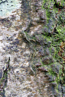 BUITEN BEELD Foto: 416885