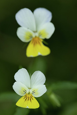 BUITEN BEELD Foto: 416924