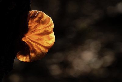 BUITEN BEELD Foto: 416973