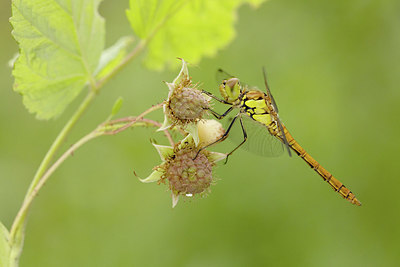 BUITEN BEELD Foto: 416978