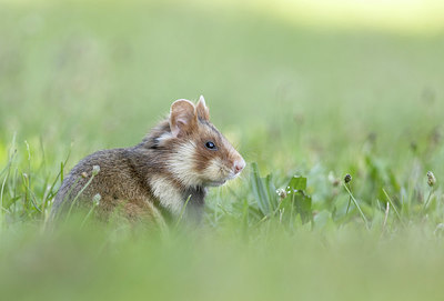 BUITEN BEELD Foto: 416992