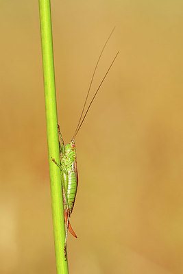 BUITEN BEELD Foto: 416994