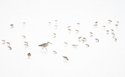 BUITEN BEELD Foto: 417009