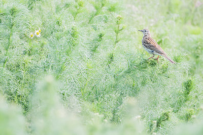 BUITEN BEELD Foto: 417011