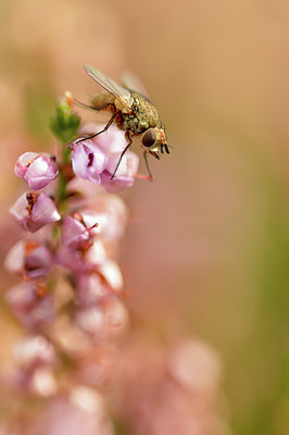 BUITEN BEELD Foto: 417043