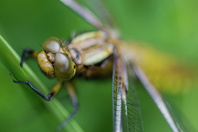 BUITEN BEELD Foto: 417048