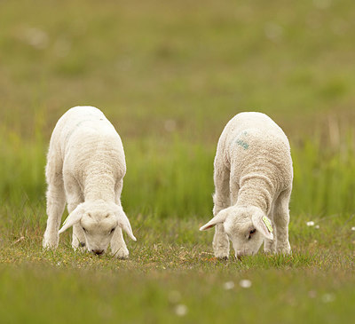 BUITEN BEELD Foto: 417075