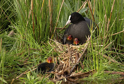 BUITEN BEELD Foto: 417078