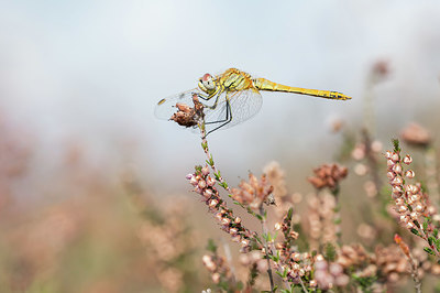 BUITEN BEELD Foto: 417094