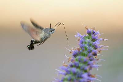 BUITEN BEELD Foto: 417099