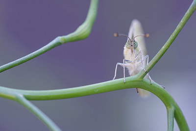 BUITEN BEELD Foto: 417101