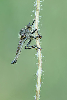 BUITEN BEELD Foto: 417130