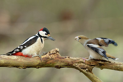 BUITEN BEELD Foto: 417141