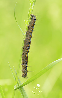 BUITEN BEELD Foto: 417149