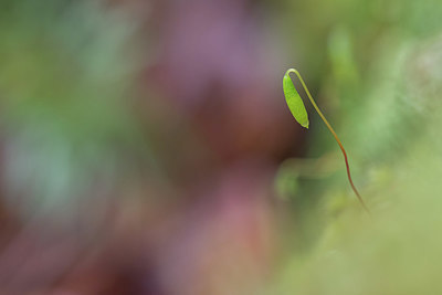 BUITEN BEELD Foto: 417176