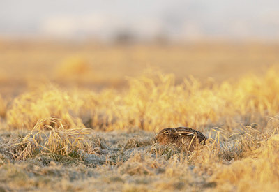 BUITEN BEELD Foto: 417197