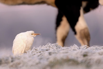 BUITEN BEELD Foto: 417298