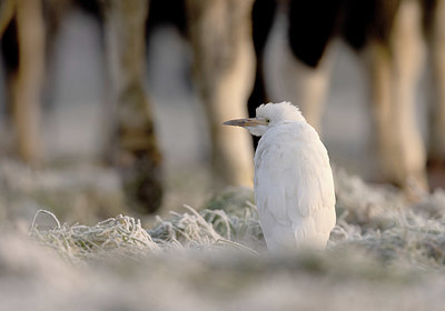 BUITEN BEELD Foto: 417300