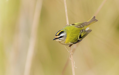 BUITEN BEELD Foto: 417312