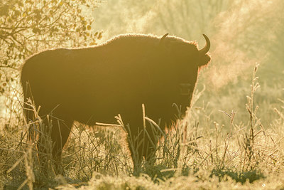 BUITEN BEELD Foto: 417314