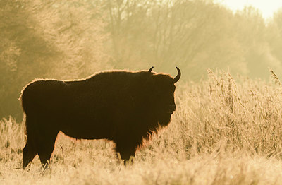 BUITEN BEELD Foto: 417316