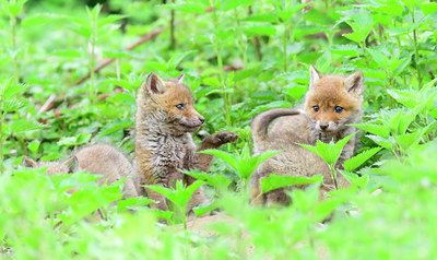 BUITEN BEELD Foto: 417324