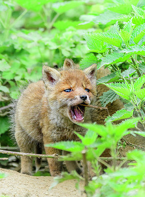 BUITEN BEELD Foto: 417325