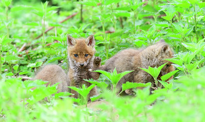 BUITEN BEELD Foto: 417329