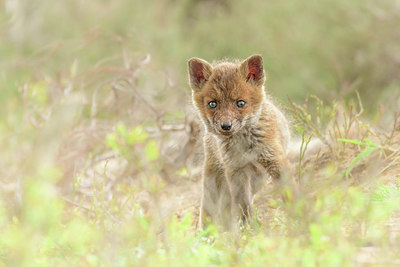 BUITEN BEELD Foto: 417334