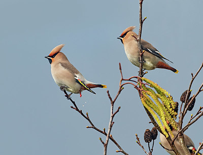 BUITEN BEELD Foto: 417397