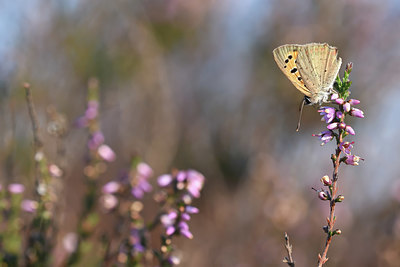 BUITEN BEELD Foto: 417423