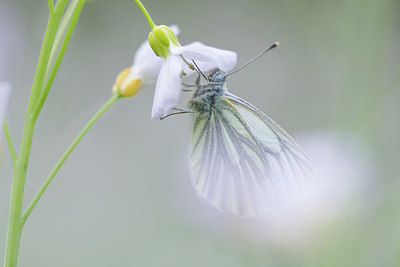 BUITEN BEELD Foto: 417425