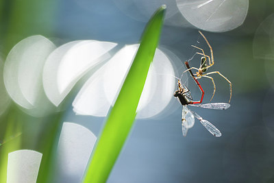 BUITEN BEELD Foto: 417430