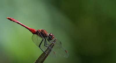 BUITEN BEELD Foto: 417438