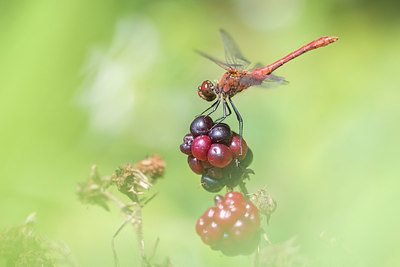 BUITEN BEELD Foto: 417439