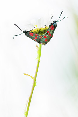 BUITEN BEELD Foto: 417447