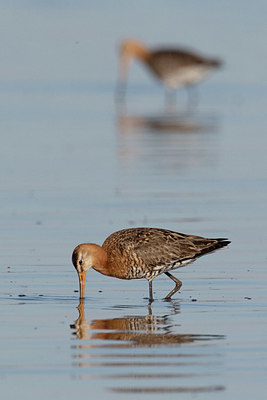 BUITEN BEELD Foto: 417448