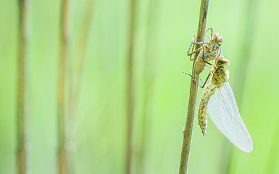 BUITEN BEELD Foto: 417465