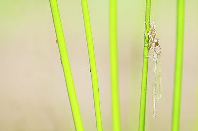 BUITEN BEELD Foto: 417469