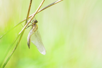 BUITEN BEELD Foto: 417470