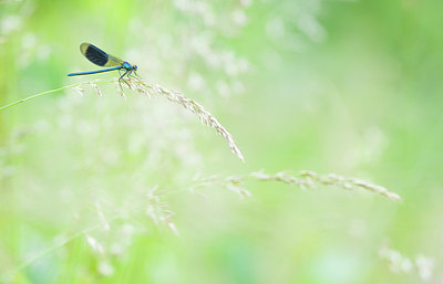 BUITEN BEELD Foto: 417471