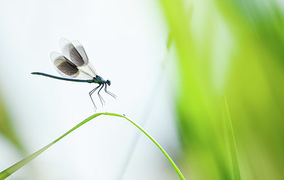 BUITEN BEELD Foto: 417472