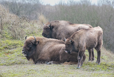 BUITEN BEELD Foto: 417505