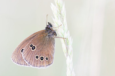 BUITEN BEELD Foto: 417521