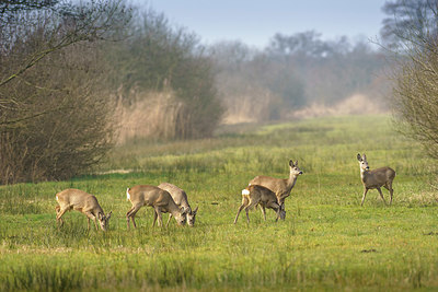 BUITEN BEELD Foto: 417541